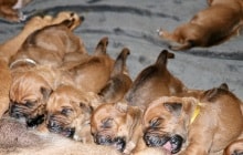 Semaine 1