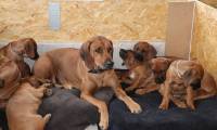 5AEDD499-002A-41EC-80CF-EC730B263896_1_105_c
