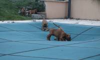 41FE9935-AA89-4C94-B9AF-638F5A40CF66_1_105_c